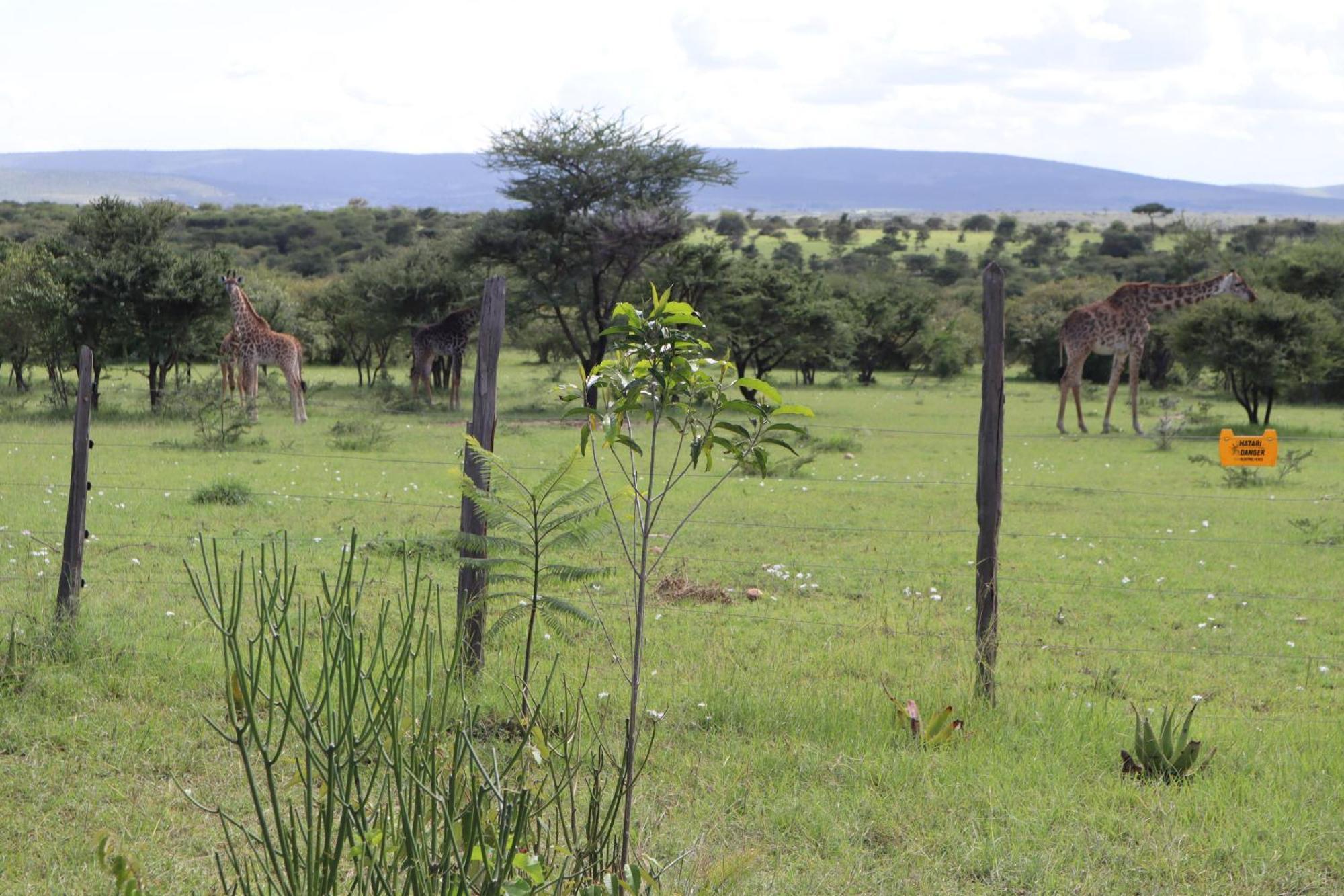 Kambu Mara Camp Hotel Sekenani Bagian luar foto