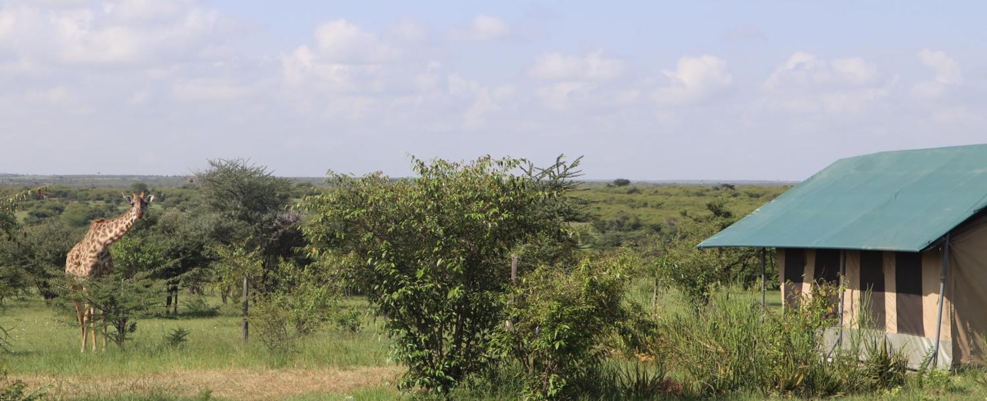 Kambu Mara Camp Hotel Sekenani Bagian luar foto