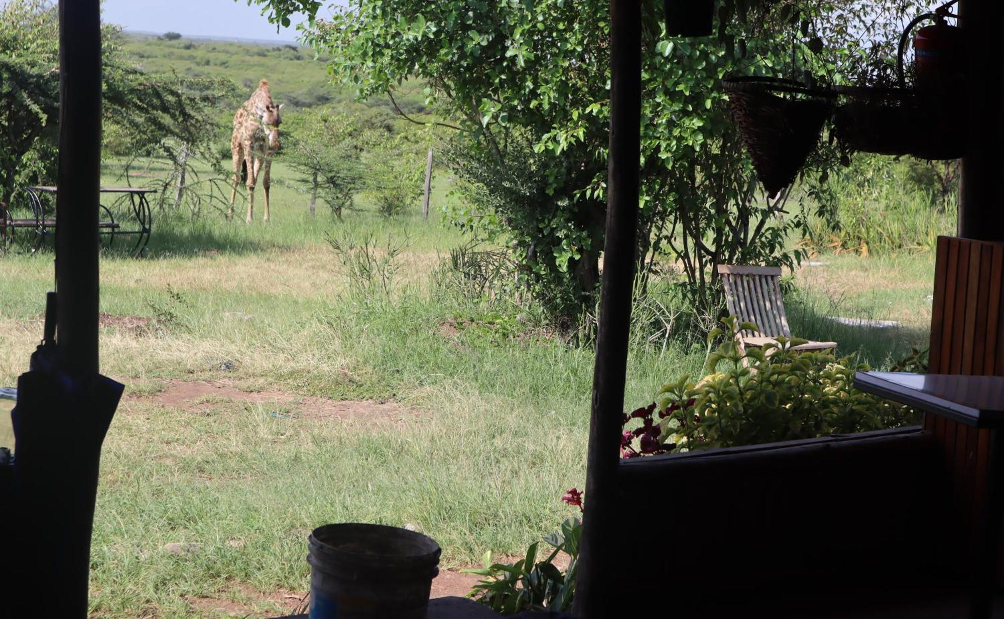 Kambu Mara Camp Hotel Sekenani Bagian luar foto
